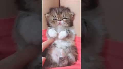 Cute Kitten 🐈❤