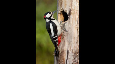 Ivory-billed woodpecker.