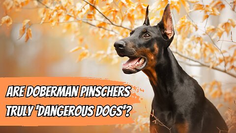 All About The Doberman Pinscher