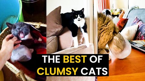 Cats Funny Moments - TOP 31 Caught On Camera!
