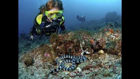 Philippine Sea Snake.