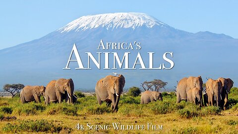 Africa's Animals 4K - Scenic Wildlife Film With Inspiring Music