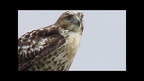 Red-Tailed Hawk by my house, filmed with AWESOME camera! Sep 3 2021