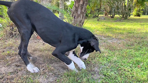 Funny Great Dane Puppy Loves To Run Dirt And Mud Zoomies