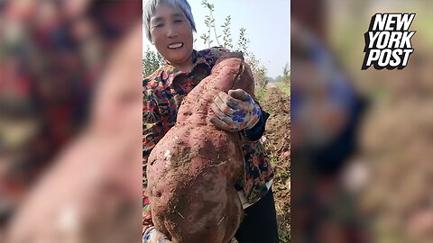 Huge 30-lb. sweet potato: Damn, that's a big yam!