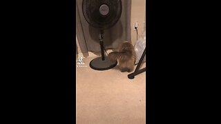 Cat loves fan