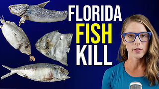 Tons of dead fish on Florida beaches || Dr. Chip Abrahamsen