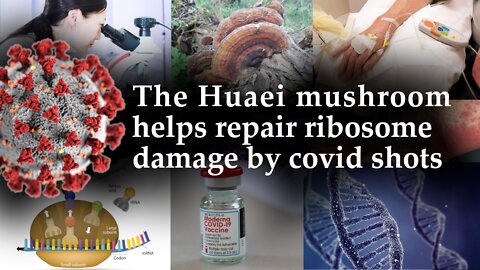 Covid shots damage ribosomes and accelerate aging. The Huaei mushroom helps.
