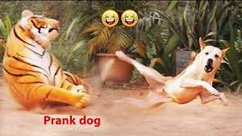 Prank on Dog of Fake Tiger| TRoll Prank Dog Funny and Huge Box