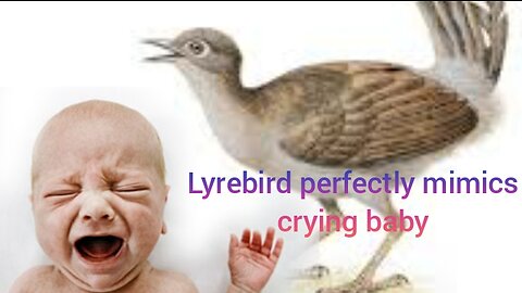 Lyrebird_in_Australia_perfectly_mimics_crying_baby OMG