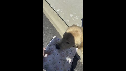 Puppy carrying the mail