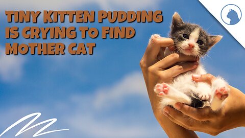 Tiny Kitten Pudding is crying to find mother cat