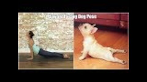 French Bulldog perfectly mimics owner's yoga moves