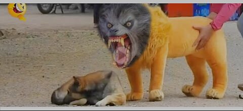 Troll prank with dogs & fake lion and fake tiger with dog prank