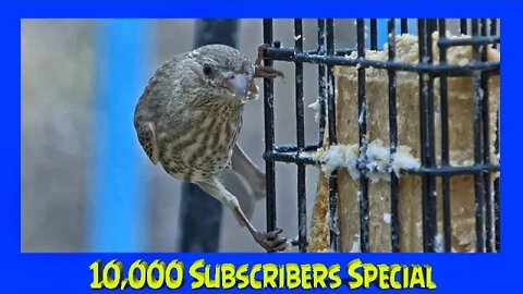 Super Slow Motion Birds Relaxation - 10,000 Subscribers Special