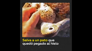 Despega a un pato que quedó adherido a una superficie congelada en Argentina