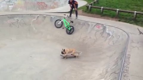 Skateboarding French Bulldog Shows Off Impressive Moves