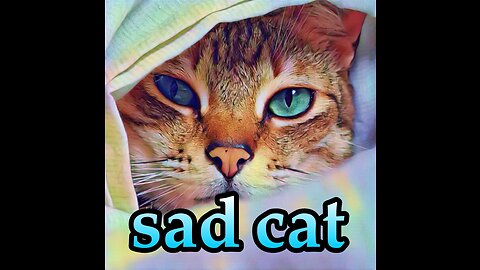 Sad cat is he crying 😭