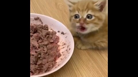 "Feasting Felines: Cute Cats Enjoying Their Meals! 🍽️😻 #CatFoodies #NomNom"