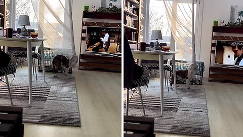 Hilarious moment dog wraps himself up in the curtain