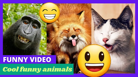 Funny Animals - Funny Animals Video - Cool Funny Animals - Really Funny Videos