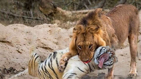 Lion VS Tiger Most Dangerous Fight