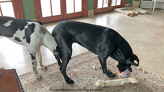 Funny Great Dane Puppy Doesn't Realize How Much He Has Grown in 6 months