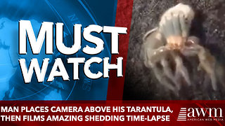 Man Places Camera Above His Tarantula, Then Films Amazing Time-Lapse As He Sheds His Skin