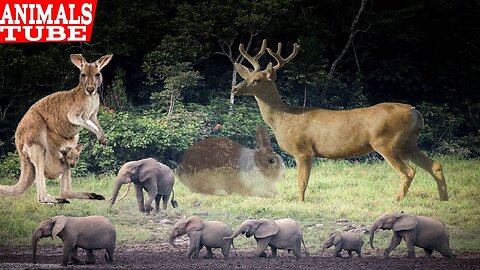 real high quality animals from the world, not cartoon, relax with wild animals in the forest