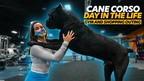 Cane Corso Day In The Life - Gym & Shopping Outing