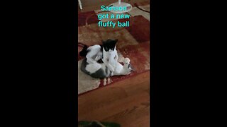 Funny cat sound from Samson