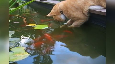 Curious Cat Makes Friends With Fish