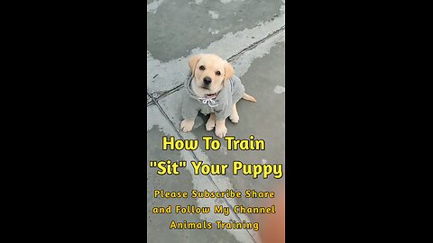 How To Train "Sit" Your Puppy!