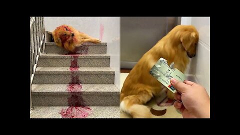 Golden Retriever bites owner's bank card😛 Dog steals eat dragon fruit and pretend to die🤤