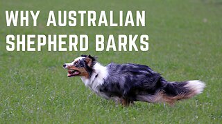 Why Australian shepherd bark