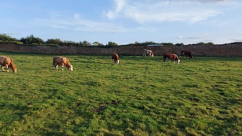 Cows in Upper Harlestone