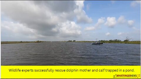 Wildlife experts successfully rescue dolphin mother and calf trapped in a pond.