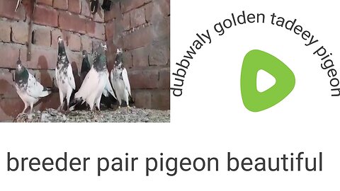 Dubb waly tadeey aliwaly pigeon beautiful breeder pair