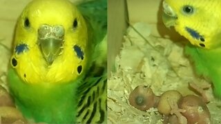(Live sound) CUTE! How a female parrot feeds her 4 days chick
