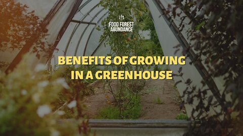 Extend your growing season with a greenhouse
