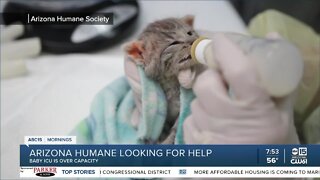 Arizona Humane Society is already over capacity with ICU babies