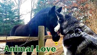 Friendly Husky Tries To Make Acquaintance With A Neighborhood Horse