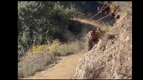 girl defends herself from bear on trail