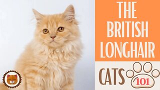 🐱 Cats 101 🐱 BRITISH LONGHAIR CAT - Top Cat Facts about the BRITISH LONG #KittensCorner