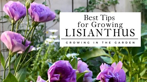 HOW to PLANT and GROW LISIANTHUS plus TIPS for growing lisianthus in HOT CLIMATES