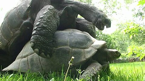 Funny Turtles.