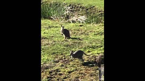 Some wallabies in our paddock - hop off when they see us watching them