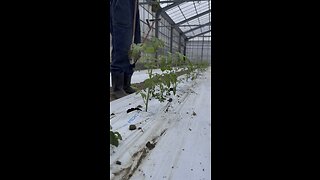 How to farm tomatoes- japan