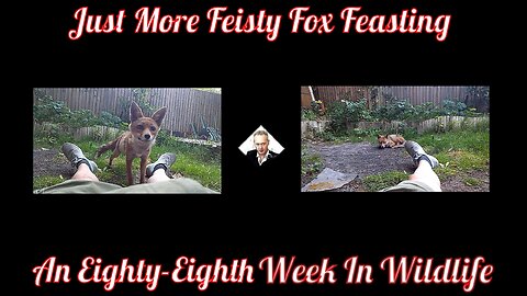 An Eighty-Eighth Week In Wildlife - Just More Feisty Fox Feasting