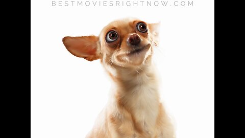 FUNNY ANIMAL MOVIE